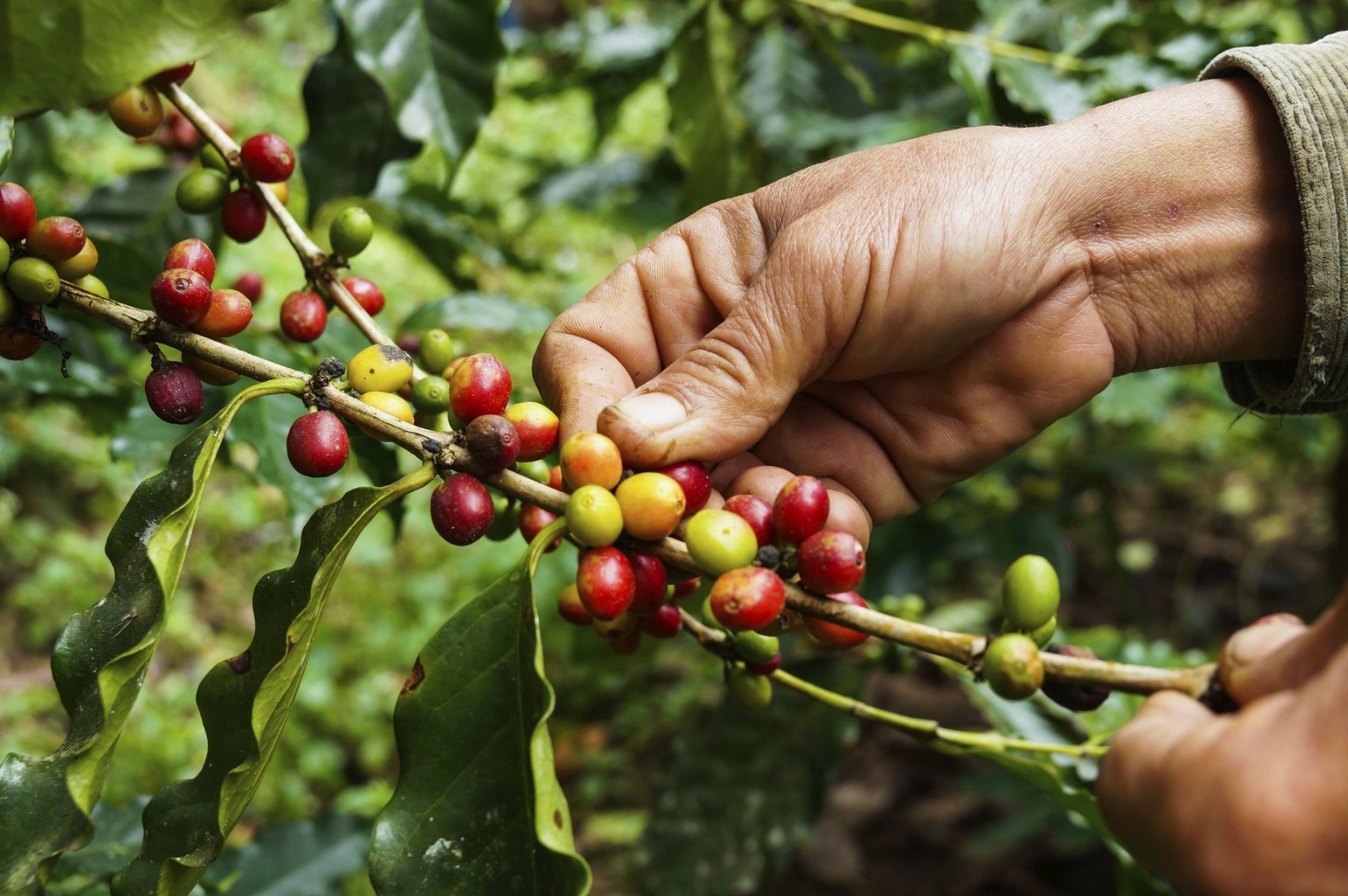 Cerezas de café recién cosechadas