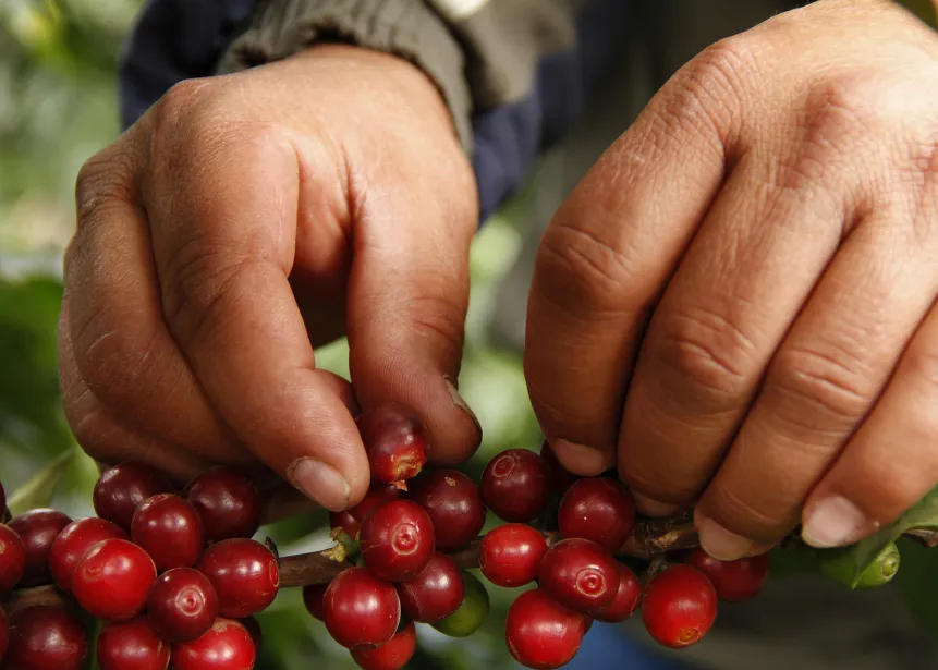Cultivo de café ecuatoriano