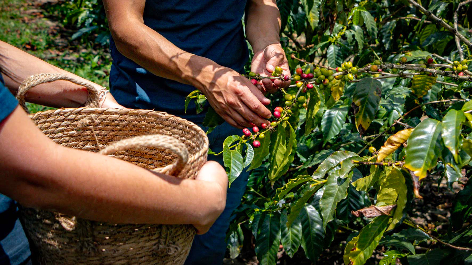 Cosecha de café en Ecuador